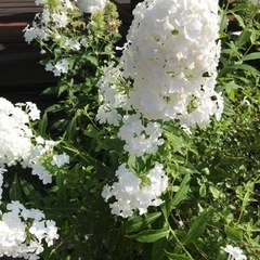 白花 宿根フロックス 1苗