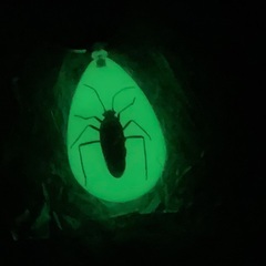 昆虫キーホルダー　生物標本　夜光　新品　未開封　虫キーホルダーの画像