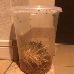 トリニドショウジョウバエ　フライトレス