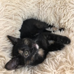 人慣れしててヤンチャで可愛いサビ猫の姉妹