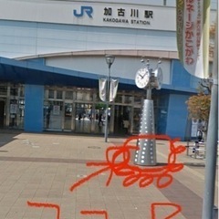 ミナミヌマエビ　10匹の画像