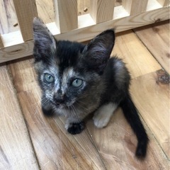 親子で保護したサビ猫の女の子