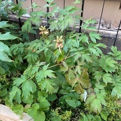 　【予約済み】花苗　牡丹　ガーデニング
