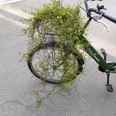 激安！ ワイヤープランツ 観葉植物 の画像