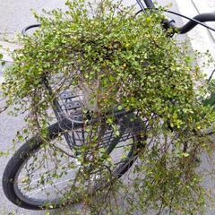 激安！ ワイヤープランツ 観葉植物 の画像