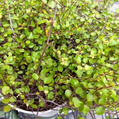 激安！ ワイヤープランツ 観葉植物 の画像