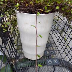 激安！ ワイヤープランツ 観葉植物 の画像