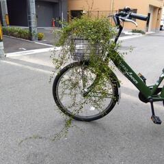 激安！ ワイヤープランツ 観葉植物 