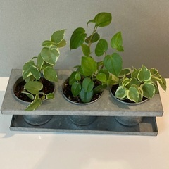 観葉植物　ペペロミア　ステンレス　３連鉢