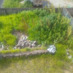 草むしり