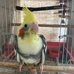 「ひな鳥」オカメインコ０才