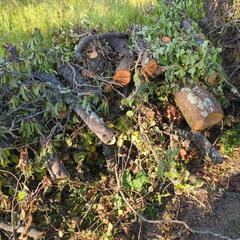 【薪にどうぞ】梅の木の画像