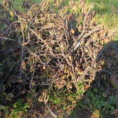 【薪にどうぞ】梅の木の画像