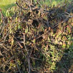 【薪にどうぞ】梅の木の画像