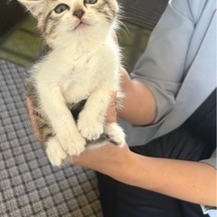 生後2ヶ月のサバトラの男の子 しゅがーくん トライアル決まりました