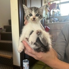 生後2ヶ月のサバトラの男の子 そるとくん トライアル決まりました