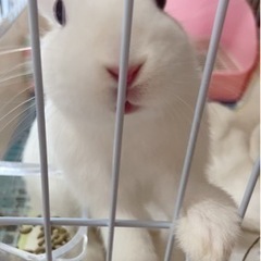 うさぎの里親募集