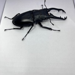 ギラファノコギリクワガタ♂単88㎜🔥飼育セット付き🔥