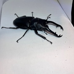 ギラファノコギリクワガタ♂単85㎜🔥飼育セット付き🔥
