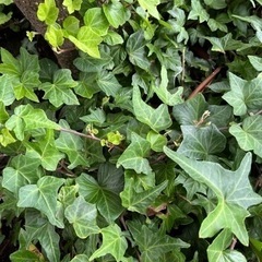鹿児島カーブーツ　7/15 出店します！！ - 鹿児島市