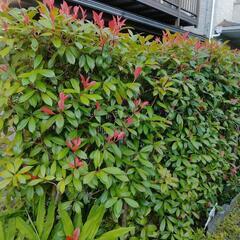ベニカナメモチ　街路樹植木　目隠し　塀の画像