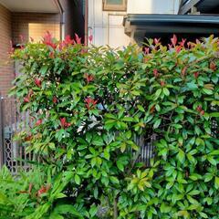 ベニカナメモチ　街路樹植木　目隠し　塀の画像