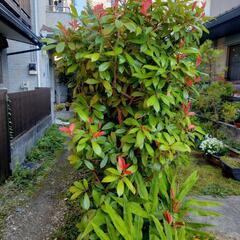 ベニカナメモチ　街路樹植木　目隠し　塀
