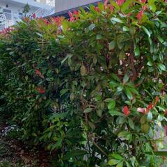 ベニカナメモチ　街路樹植木　目隠し　塀の画像