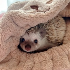 ハリネズミ里親さん