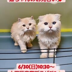 里親募集中！生後５カ月お耳くるりんコンビ♂＼(^o^)／