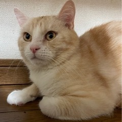 スコティッシュのショウ君　素敵な模様のイケメン