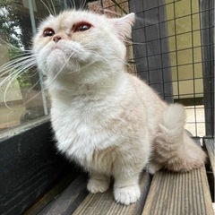 トライアル中　スリスリ甘えん坊　マンチカンみかんちゃん