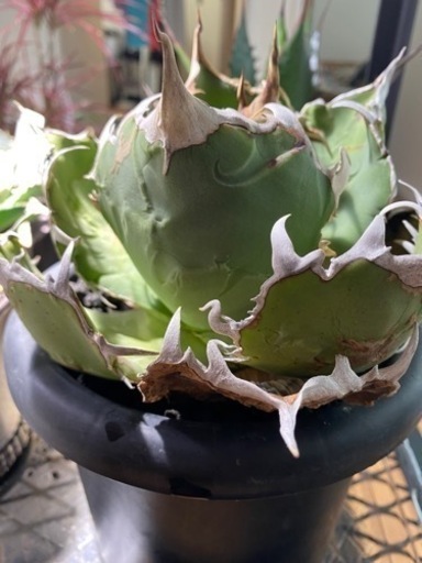 ボール型　白鯨　　抜き苗