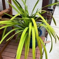 シンビジューム鉢差し上げます。