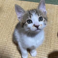里親様が決まりました💕皆様ありがとうございました🙇