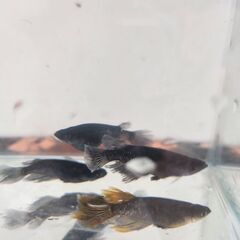 メダカ卵 オロチ ヒレ長 30個の画像