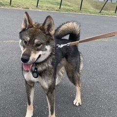 四国犬(男の子🩵)(関西募集)、ハスキートライアル中のため募集停止。