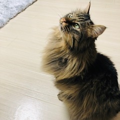 (里親様決定)メインクーン似のミックス