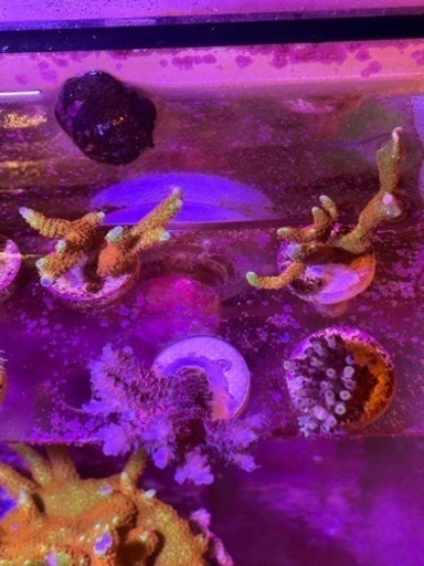 ミドリイシ　バブルガム　SPS サンゴ　
フラグセット