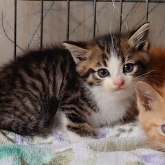 キジ白子猫【緊急保護】鳥獣攻撃危険状況下保護→癒され猫さんになり...