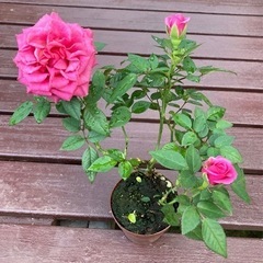 薔薇🌹 ピンク　植物苗　人気