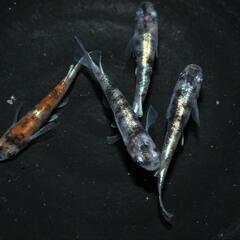 週末セール🩷メダカ　朱紅玉　若魚４匹オス・メス混合です