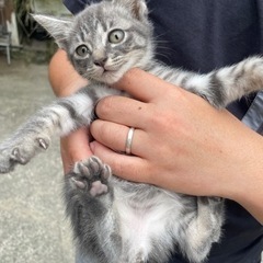 【譲り先決まってます】牧場でたくさん産まれました