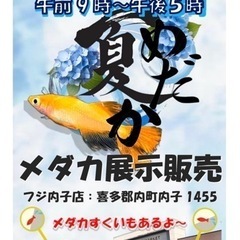 6月16日 めだか即売会  in内子フジ