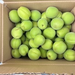 「決まりました！」南高梅 約2.5キロ