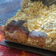 更新！　アフリカチビネズミの画像