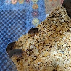 更新！　アフリカチビネズミの画像