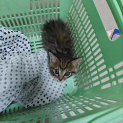 雑種のメス猫です