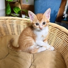 生後2ヶ月子猫ちゃん