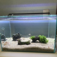 熱帯魚